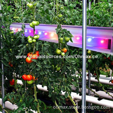 IP65 Double-faced LED Plant Grow Lights, Specially for Growing Tomato/Cucumber/Pepper